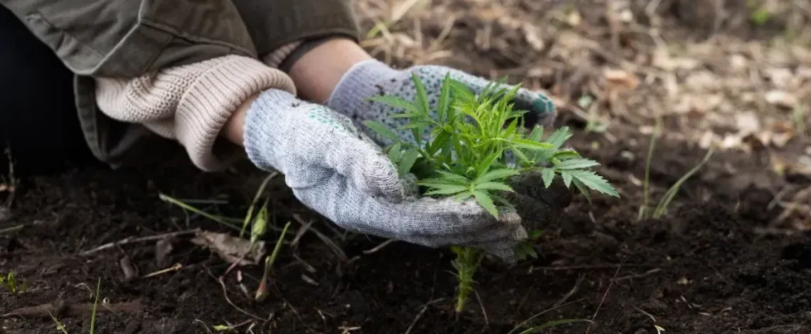 November lawn care with fertilization and weed control to prepare grass for winter dormancy