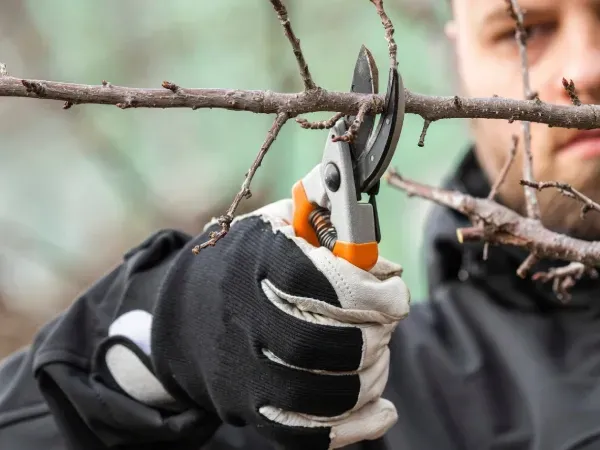 Overgrown tree trimming service in Argyle TX removing excess branches for safer and cleaner landscapes