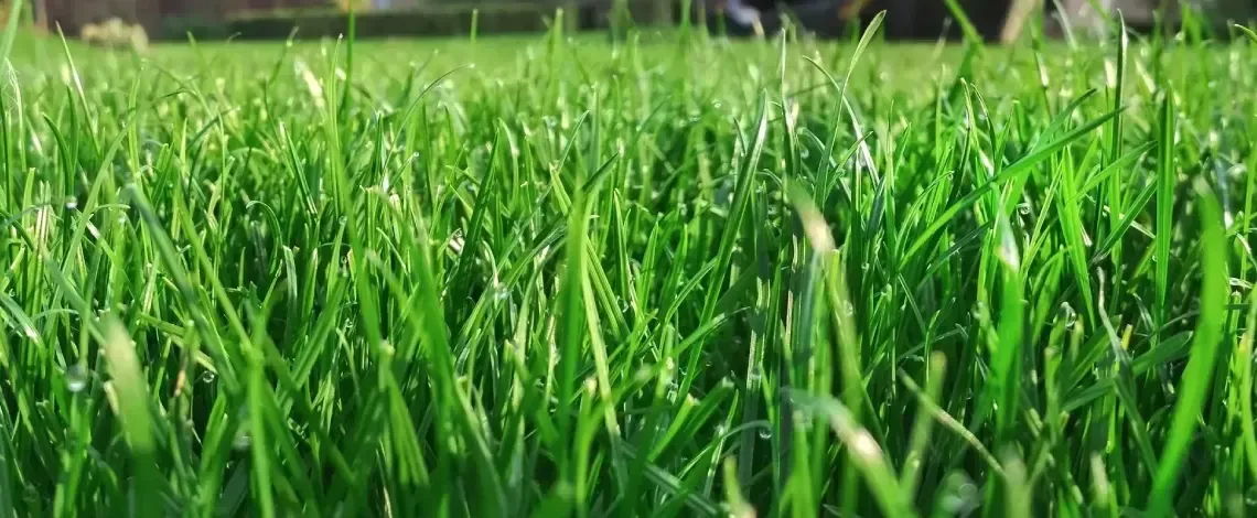 Will Pre-emergent Kill Grass Seed?
