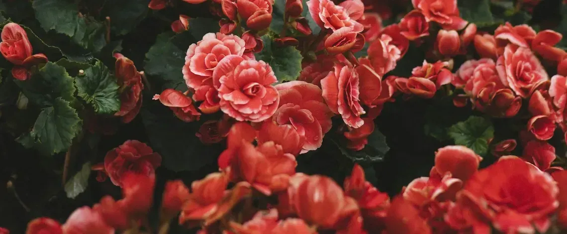 How to Plant Seasonal Flowers