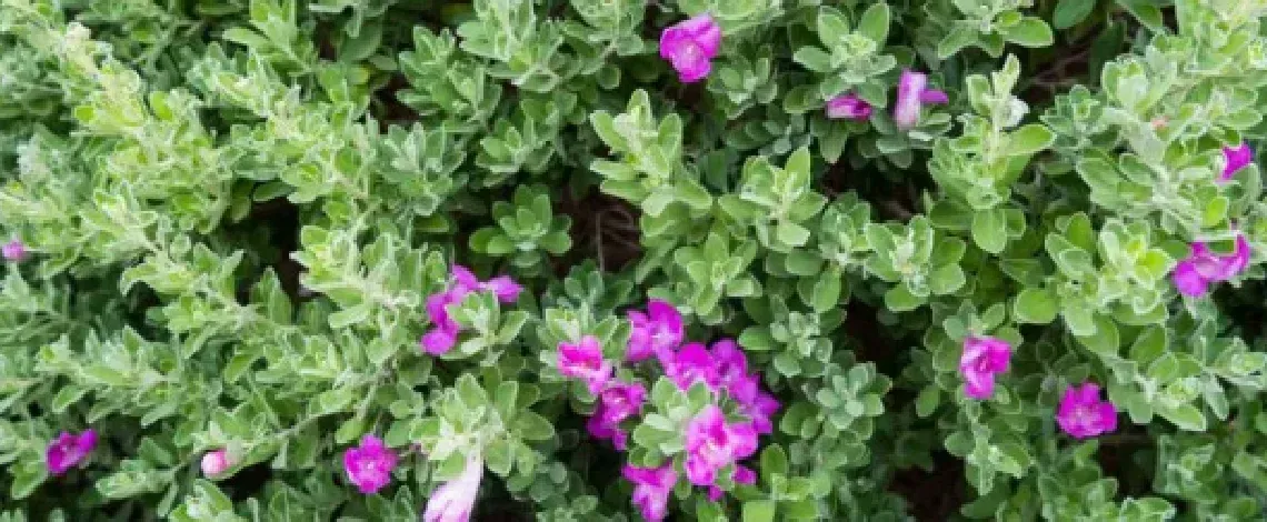Top Shade Loving Shrubs for North Texas