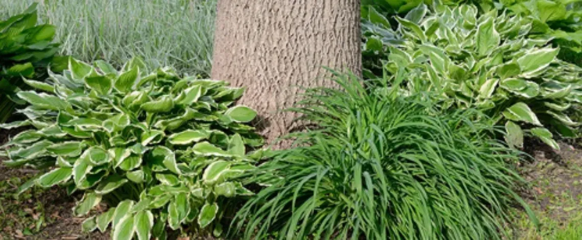 Top Shade Perennials for North Texas