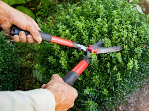 Shrub trimming and pruning service in Argyle TX maintaining healthy neatly shaped landscape plants