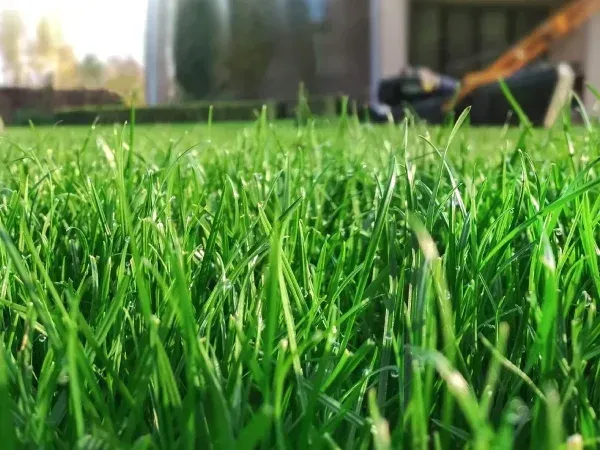 sod replacement service in Argyle TX restoring damaged or patchy lawns with new grass