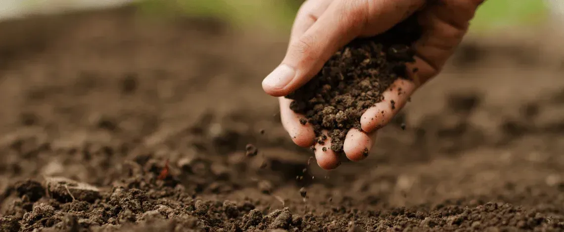 soil health In north texas why your argyle lawn struggles