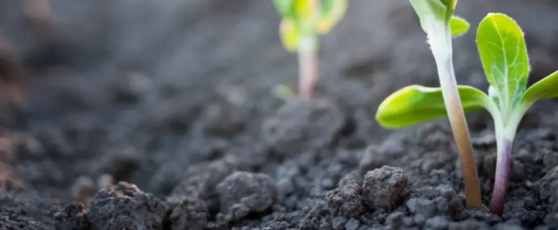 Add a Soil Surfactant Treatment to Your Lawn Care Plan This Summer in Texas
