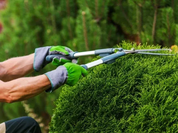 Spring lawn cleanup and yard restoration in Argyle TX removing debris and refreshing outdoor spaces for the new season