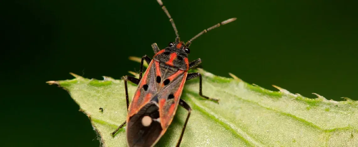 List of the Bad Summer Bugs for Lawn and Gardens