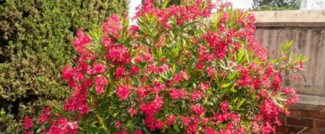 Top Full Sun Shrubs for North Texas