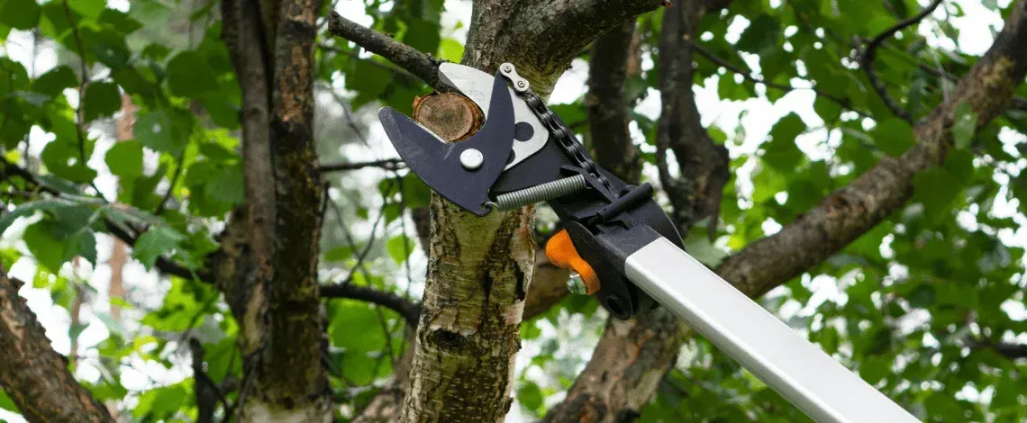 tree and shrub care guide north texas