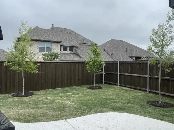 tree installation in Argyle TX adding shade beauty and long term value to outdoor landscapes