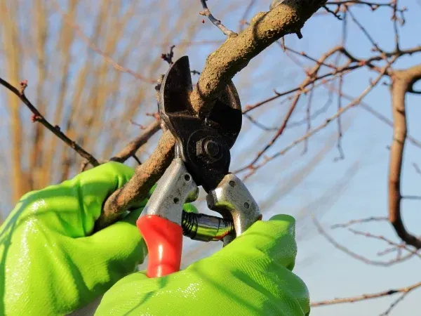tree pruning service in Argyle TX improving tree growth health and overall appearance