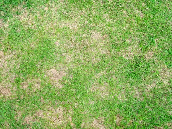Turf pest control for chinch bugs in Argyle TX helping maintain healthy green and insect free lawns