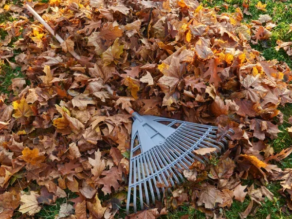 Yard leaf cleanup service in Argyle TX removing leaves and debris to maintain a clean and healthy lawn environment