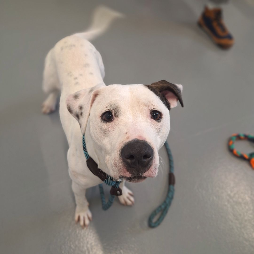 A white dog with a leash around its neck is looking at the camera.