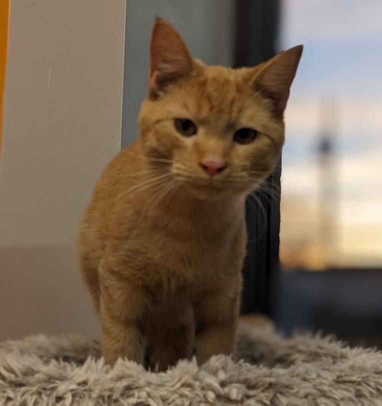 A cat is sitting on a rug and looking at the camera
