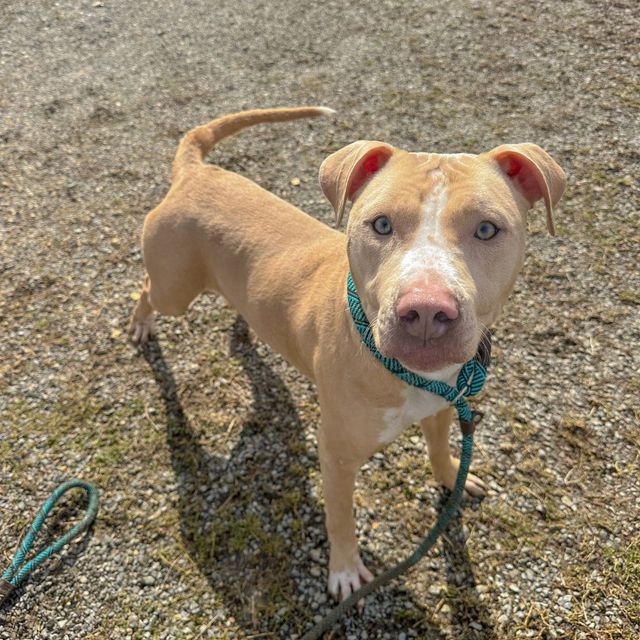 A brown and white dog is standing on a leash in the dirt and looking at the camera.