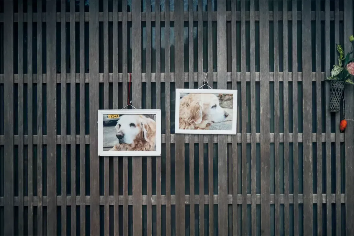 Two framed photos of a golden retriever hang on a weathered wooden gate. The dog is looking left in both photos.