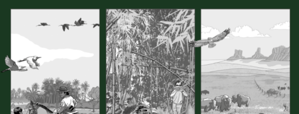 Uma foto em preto e branco de um bando de pássaros voando sobre um campo.