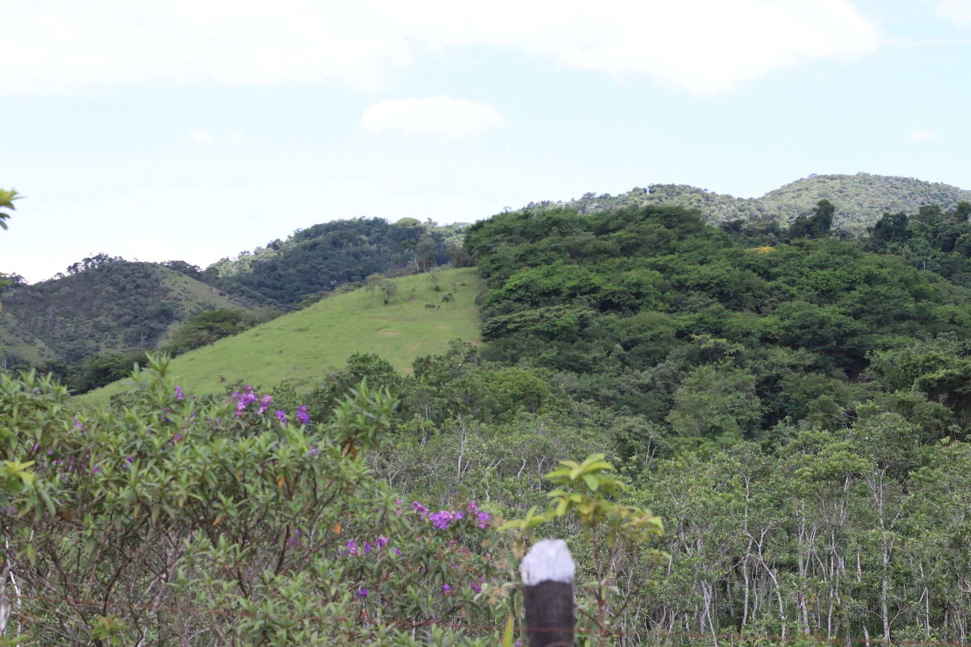 Um poste de cerca no meio de uma floresta com montanhas ao fundo.