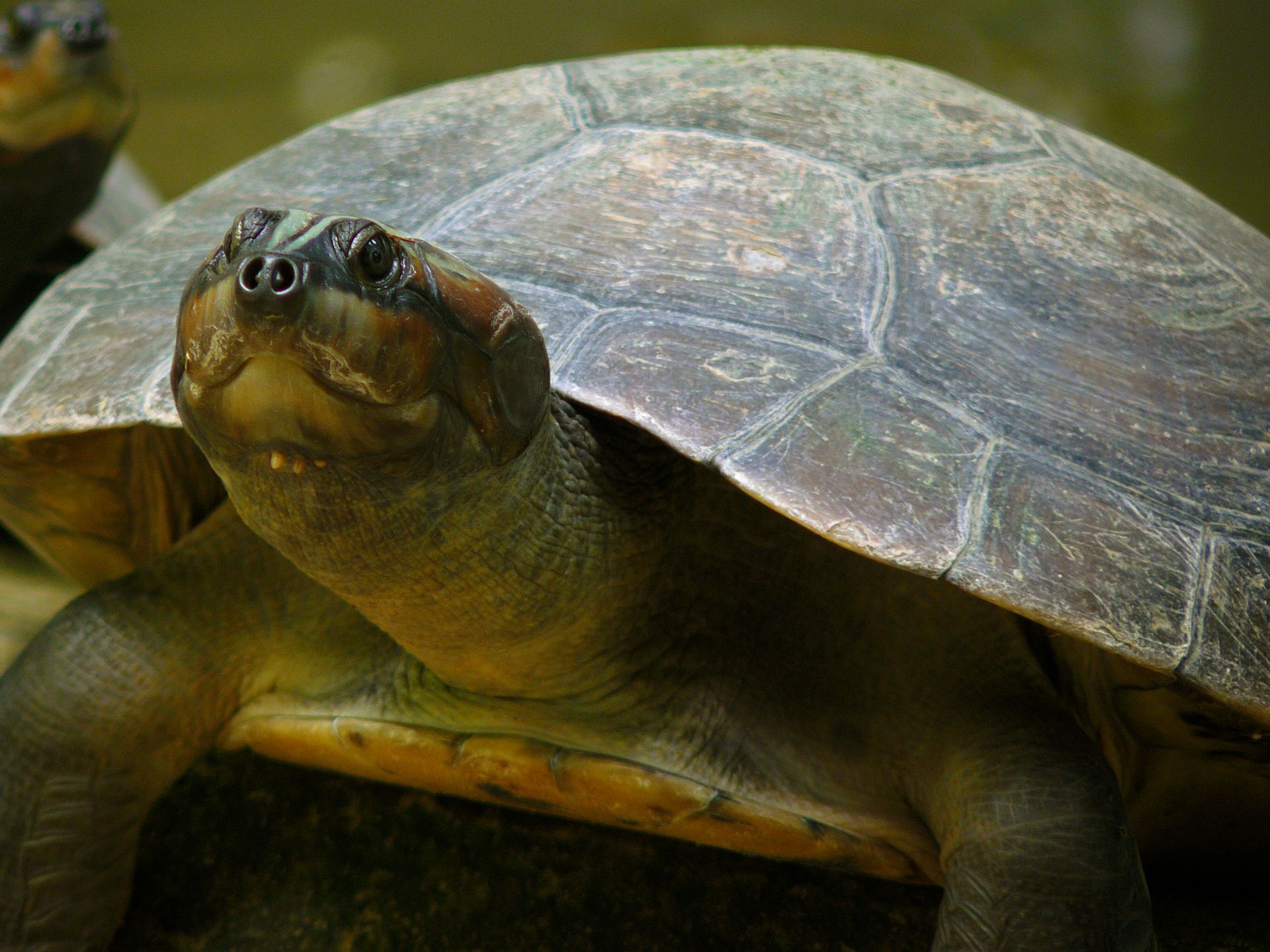Turtle with a domed brown shell and striped head resting on a log outdoors
