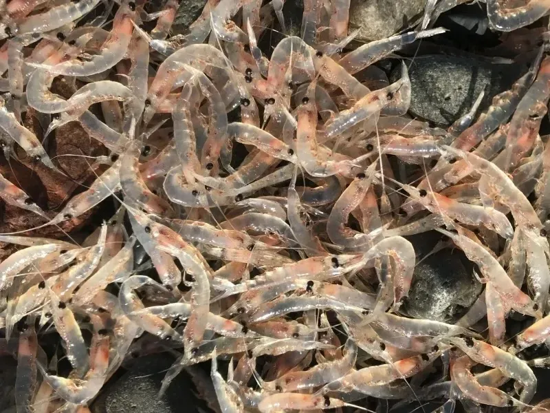 Pile of translucent shrimp with black stripes on a rocky surface