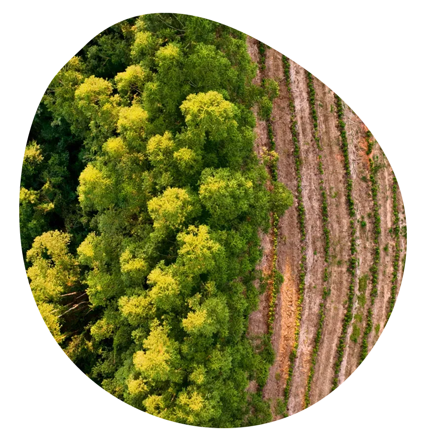 Vista aérea de uma floresta encontrando um campo com fileiras de árvores.