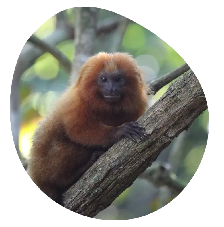 Um macaco marrom está sentado em um galho de árvore