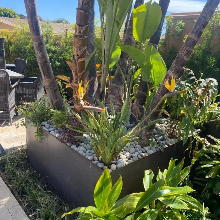 Tropical garden planter with bird-of-paradise plants, white rocks, and patio seating in sunlight