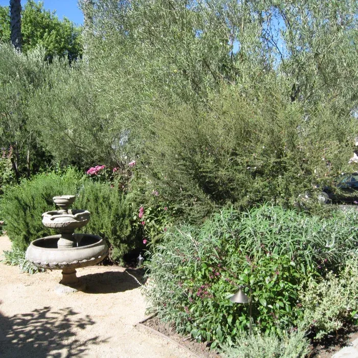Garden with a small stone fountain, lush shrubs, and sunlit gravel path under clear blue sky