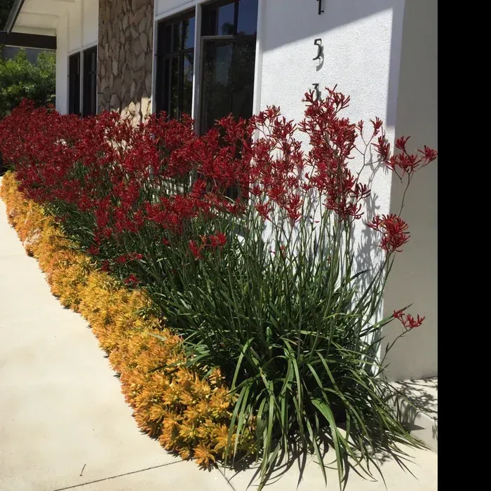 Red and yellow flowering shrubs line a sidewalk beside a house wall