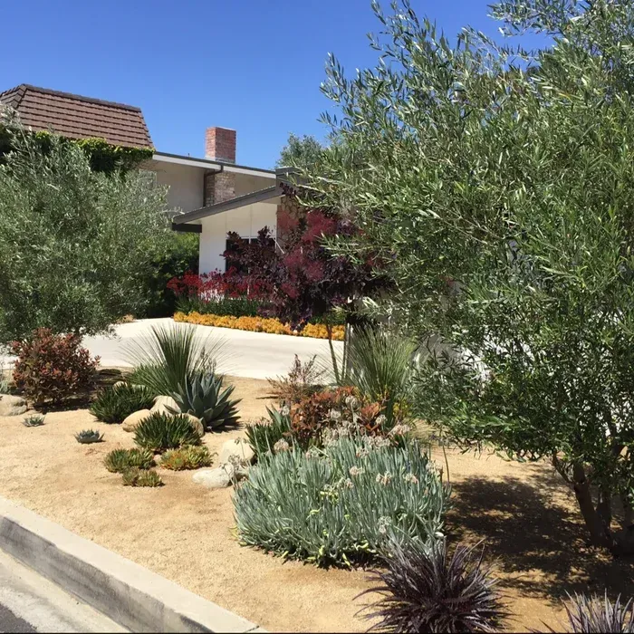 Landscaped front yard with desert plants, an olive tree, and a house under a clear blue sky