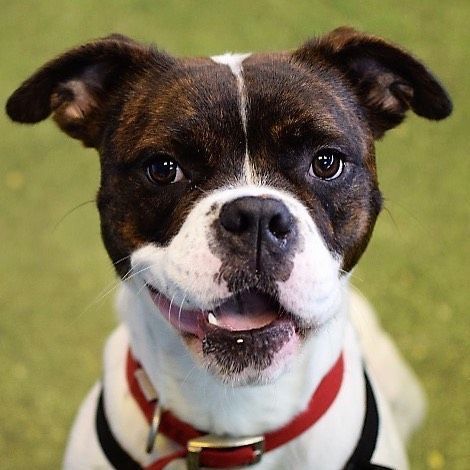 October is Adopt a Dog Month