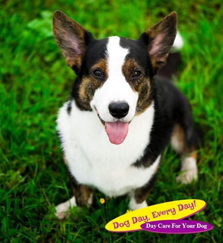 Depositphotos_34560765_s-2015 5 Reasons to Consider Adopting An Older Dog