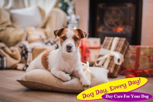 dog christmas, new year, Jack Russell Terrier Learn Why Dogs Don't Make Good Christmas Gifts