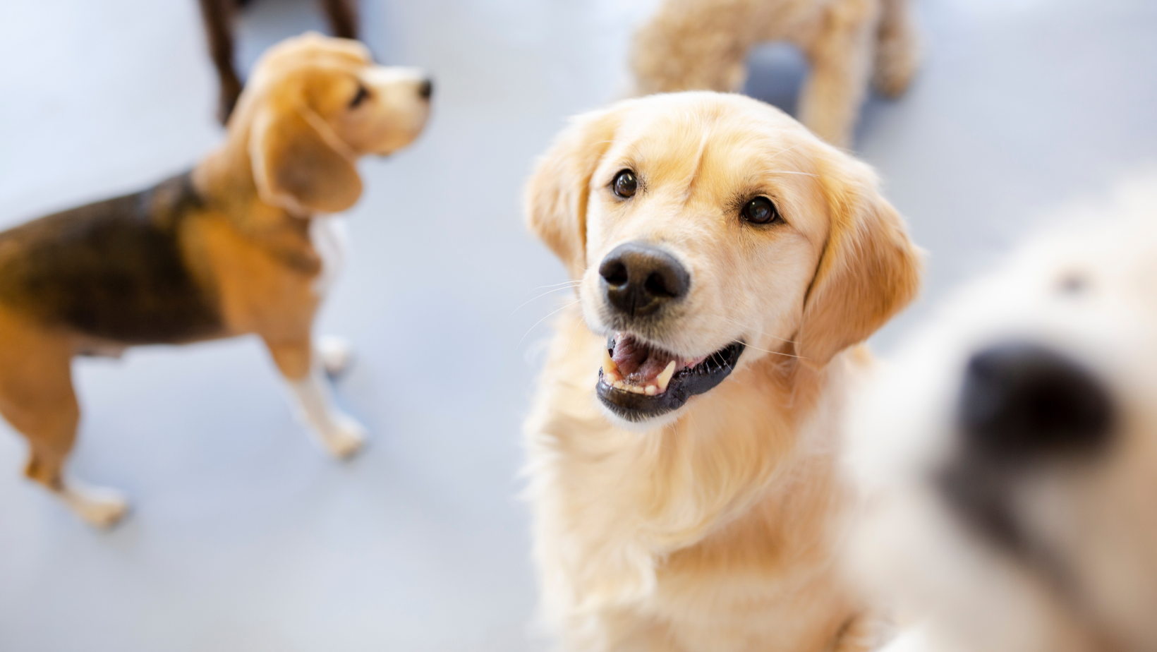 dogs playing