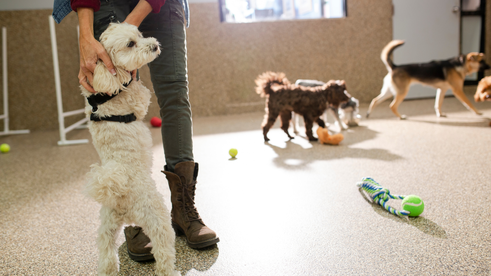 group of dogs