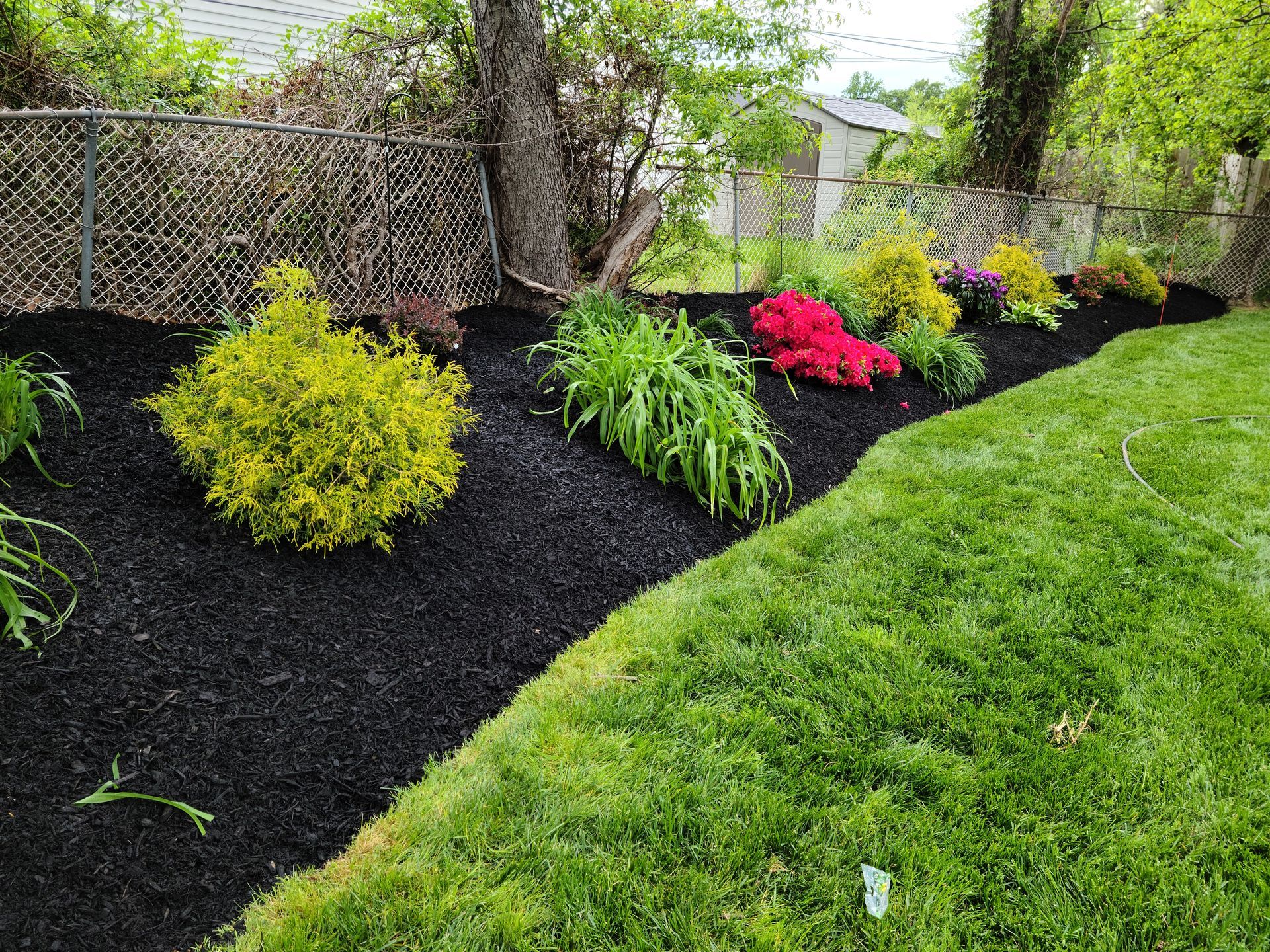 Colorful garden bed with shrubs and flowers along a green lawn beside a chain-link fence