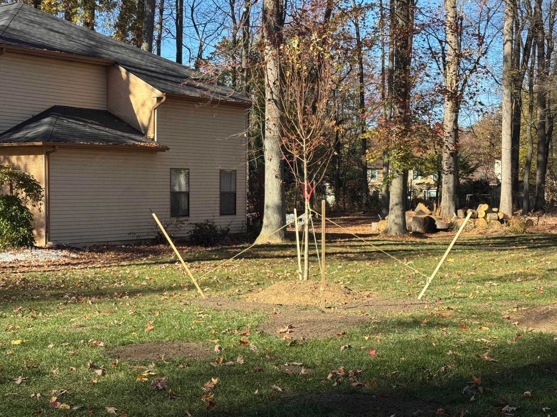 House beside a grassy yard with young trees and autumn leaves in a wooded neighborhood