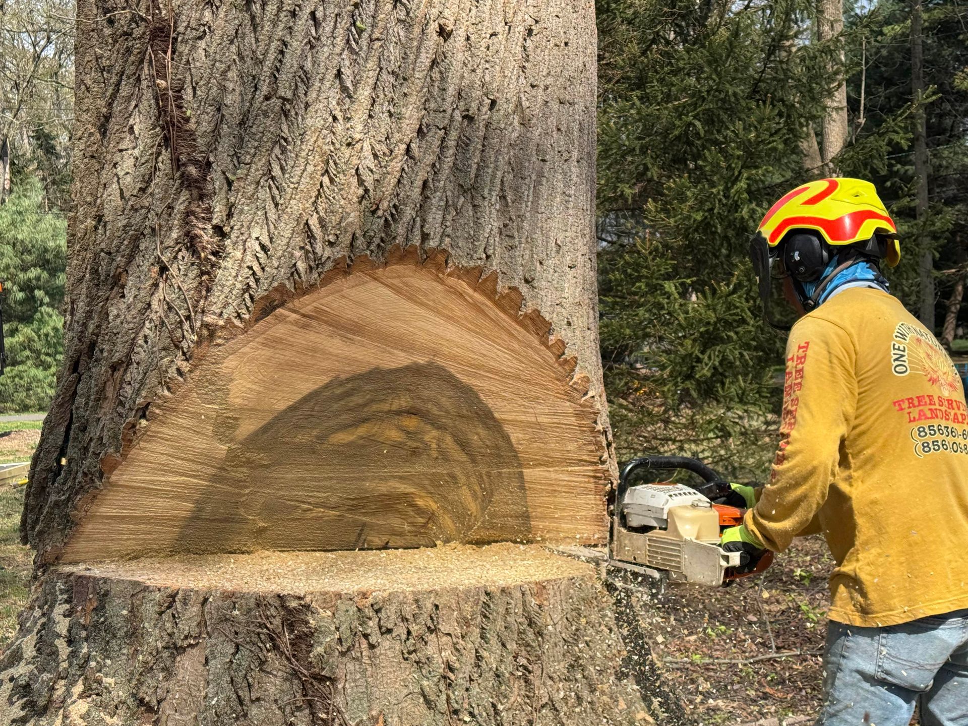 Worker using a chainsaw cuts a large tree trunk, showing the exposed wood grain.