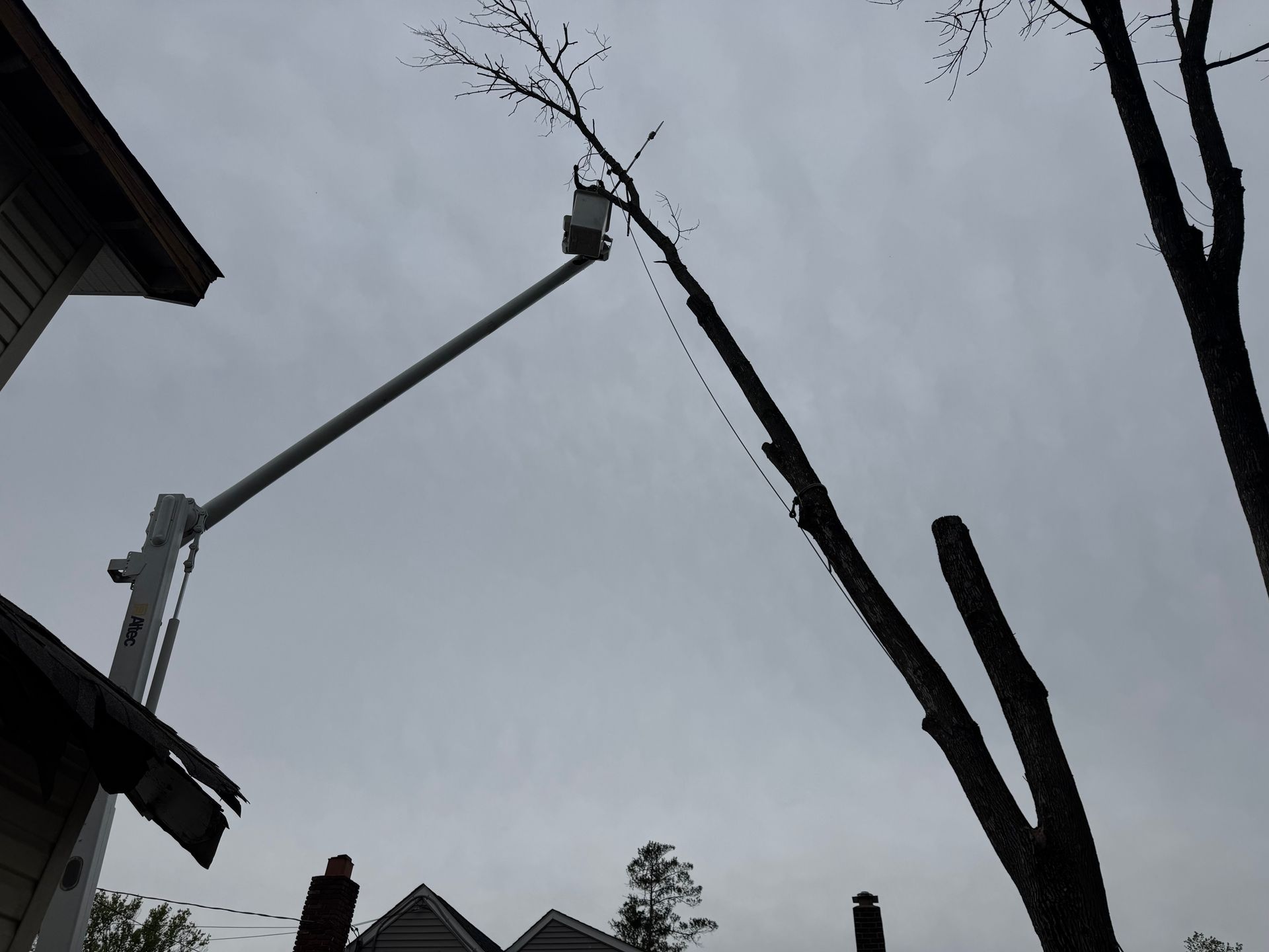 Crane removing a tall tree beside houses under a gray sky