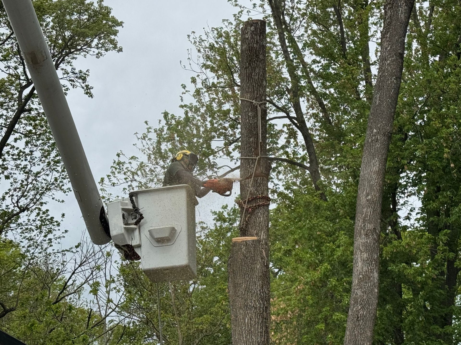 Bucket truck cutting a tall tree beside overhead power lines in a wooded area