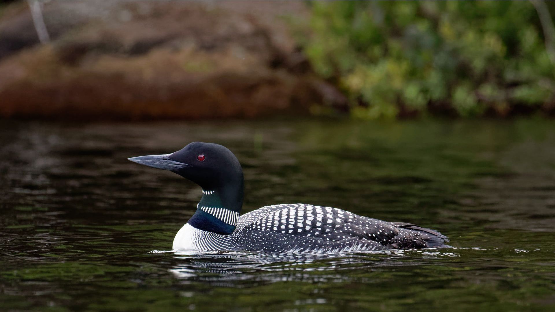 loon