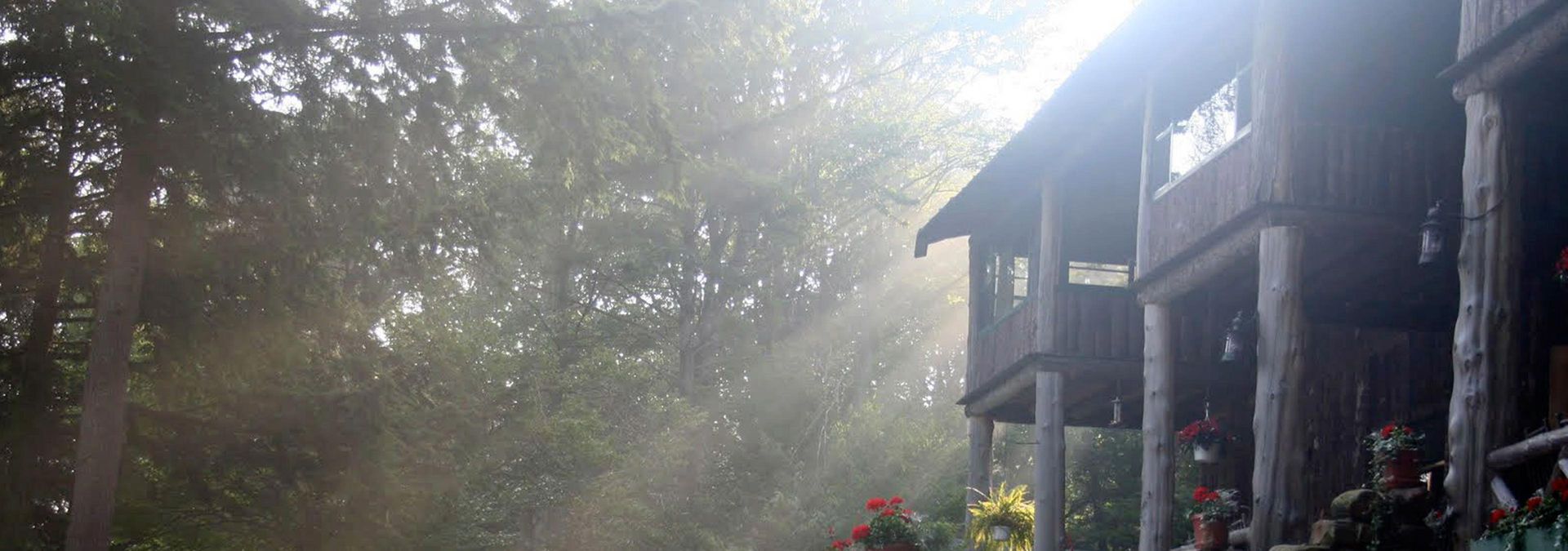 the sun is shining through the trees on a foggy day .