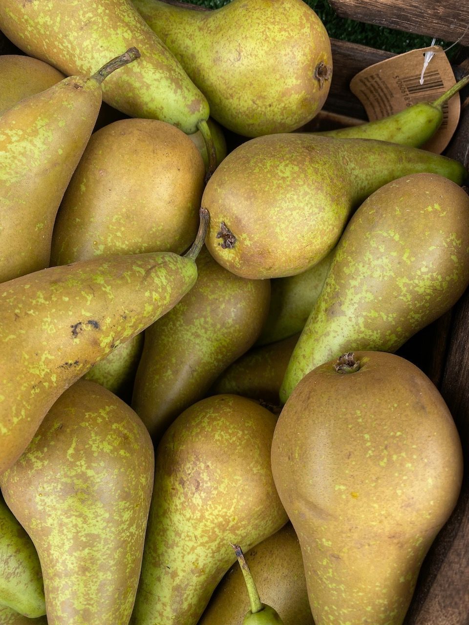 Conference Pears