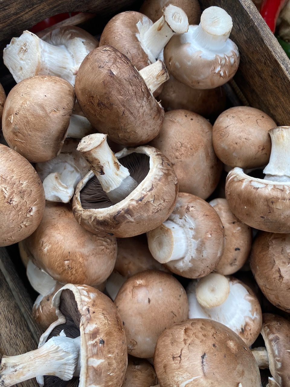 Chestnut Mushrooms