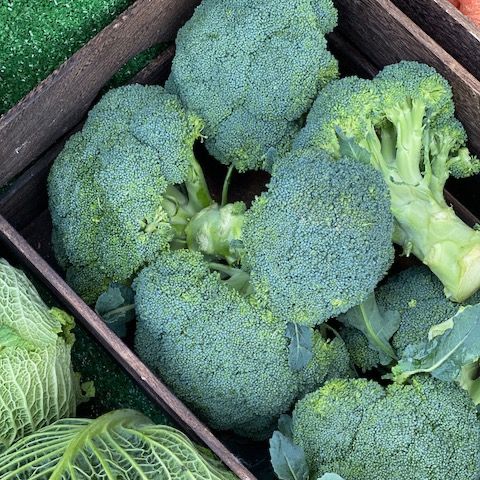 Broccoli
