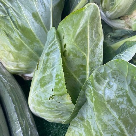 Hipsi Cabbage