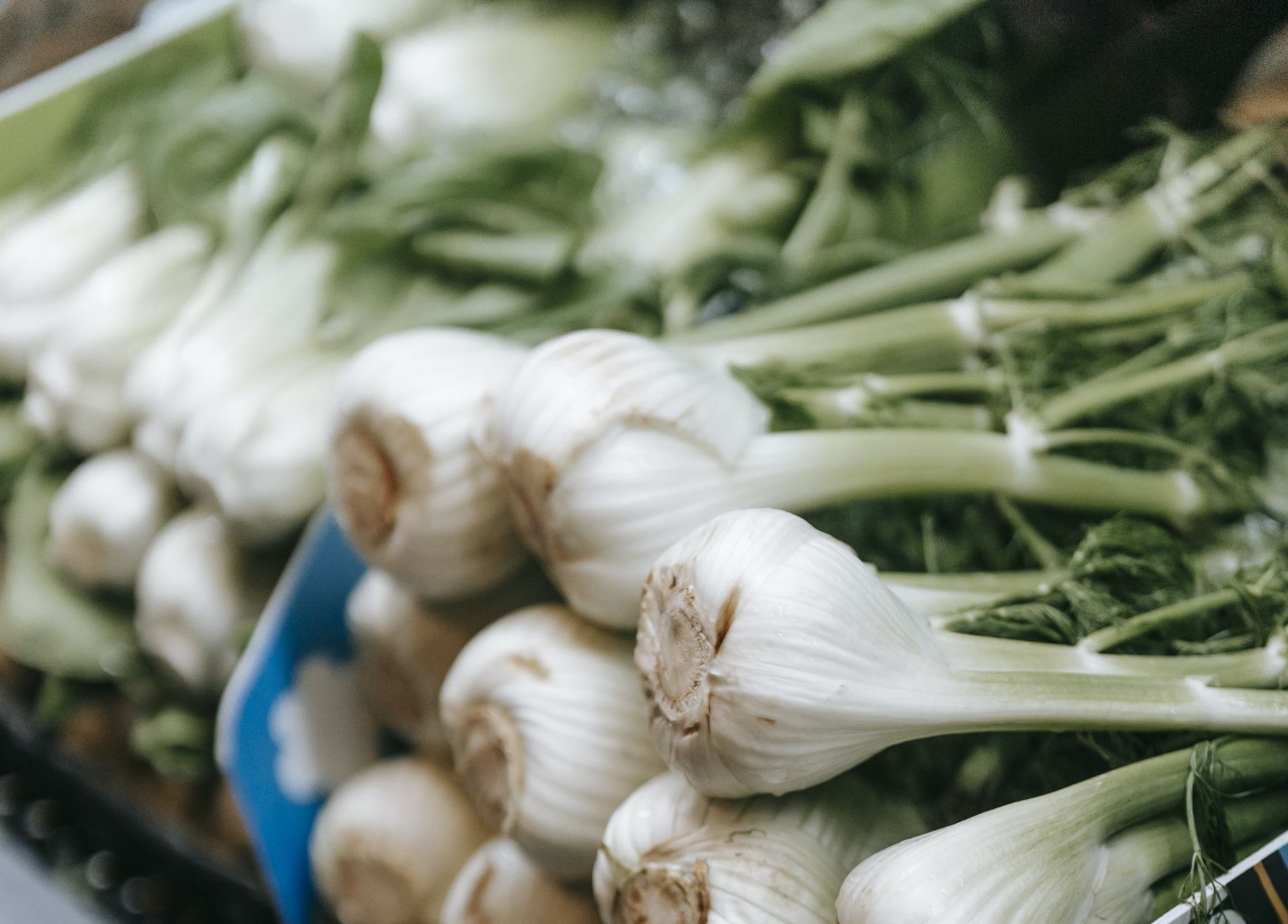 Fennel