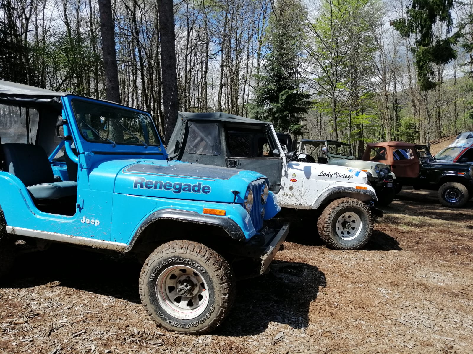 Diverse Jeep Wrangler, blu, bianche e nere, parcheggiate in una zona boscosa in una giornata di sole.